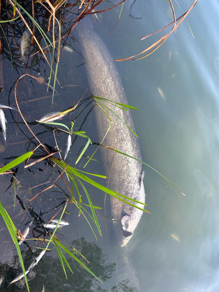 Sauerstoffmangel 2023